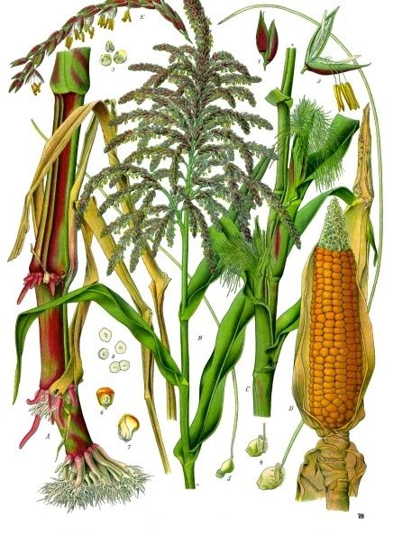 Public-domain botanical plate of maize, Zea mays — the grain that made the budare necessary.