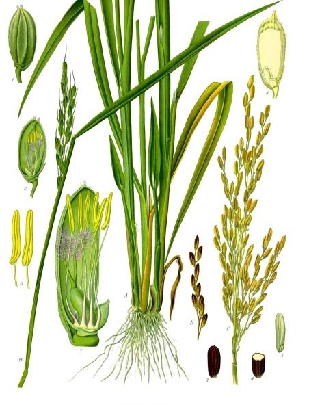 A botanical plate of rice — the Vietnamese table whose other morning pot is a phin.