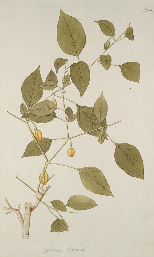 Public-domain 1776 plate of Capsicum chinense, an Amazonian relative of the Andean ají amarillo.