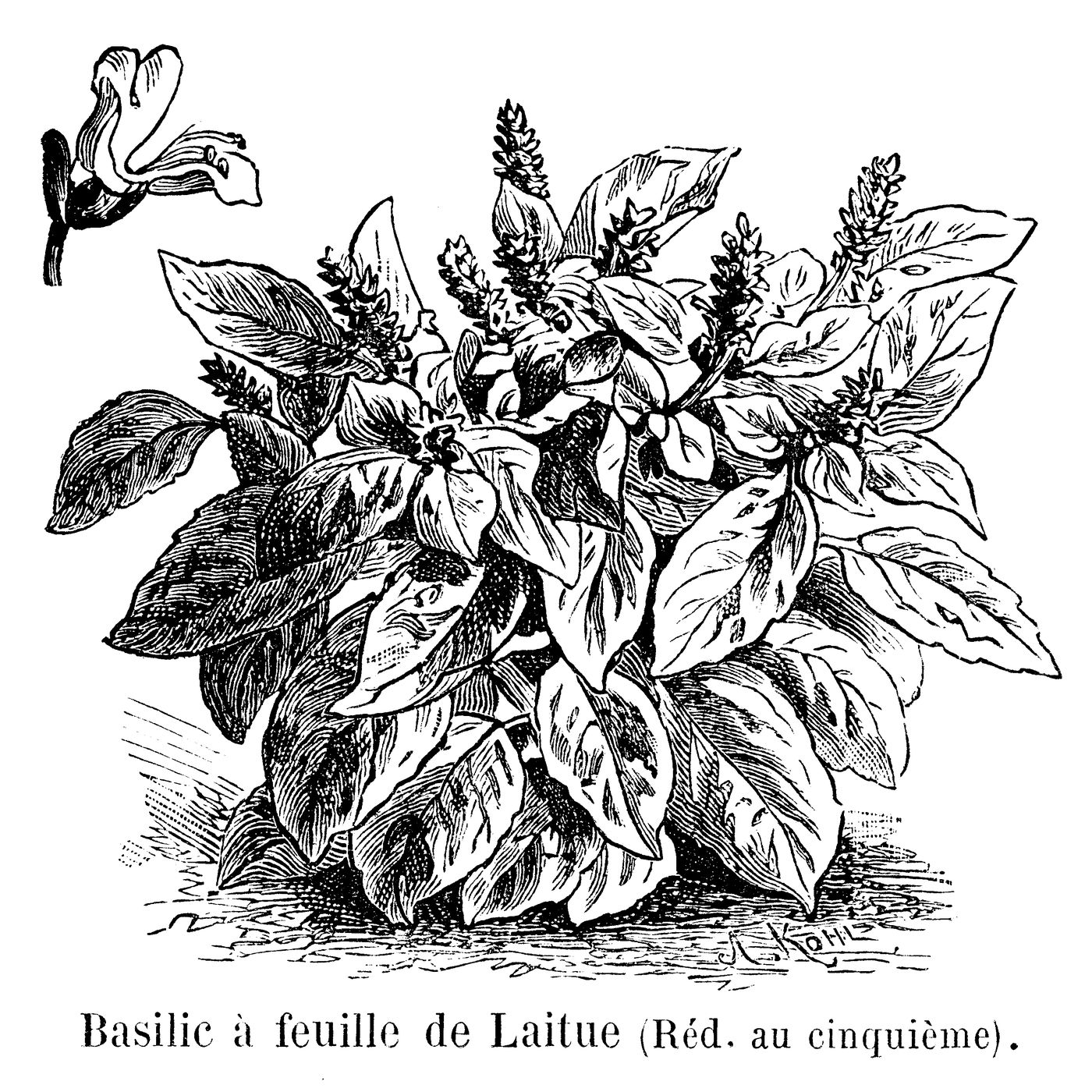 Public-domain 1904 seed-catalog illustration of lettuce-leaf basil.