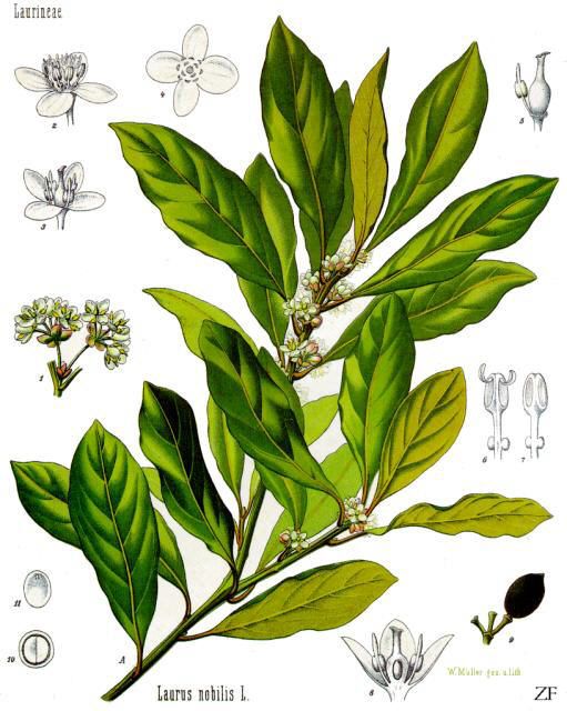 Public-domain botanical plate of bay laurel, Laurus nobilis from Köhler's Medizinal-Pflanzen, 1887.