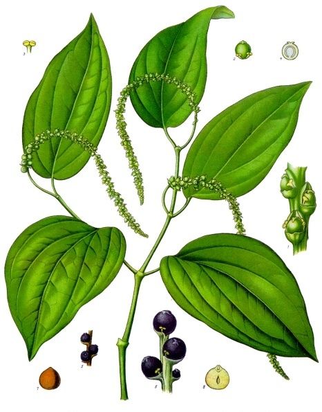 Public-domain botanical plate of black pepper, Piper nigrum from Köhler's Medizinal-Pflanzen, 1887.
