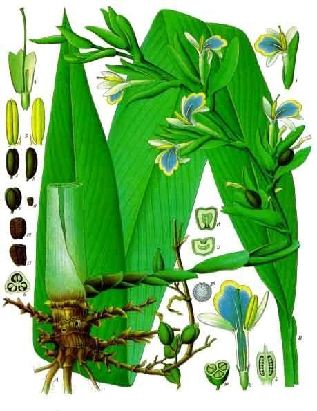 Public-domain botanical plate of green cardamom, Elettaria cardamomum from Köhler's Medizinal-Pflanzen, 1887.