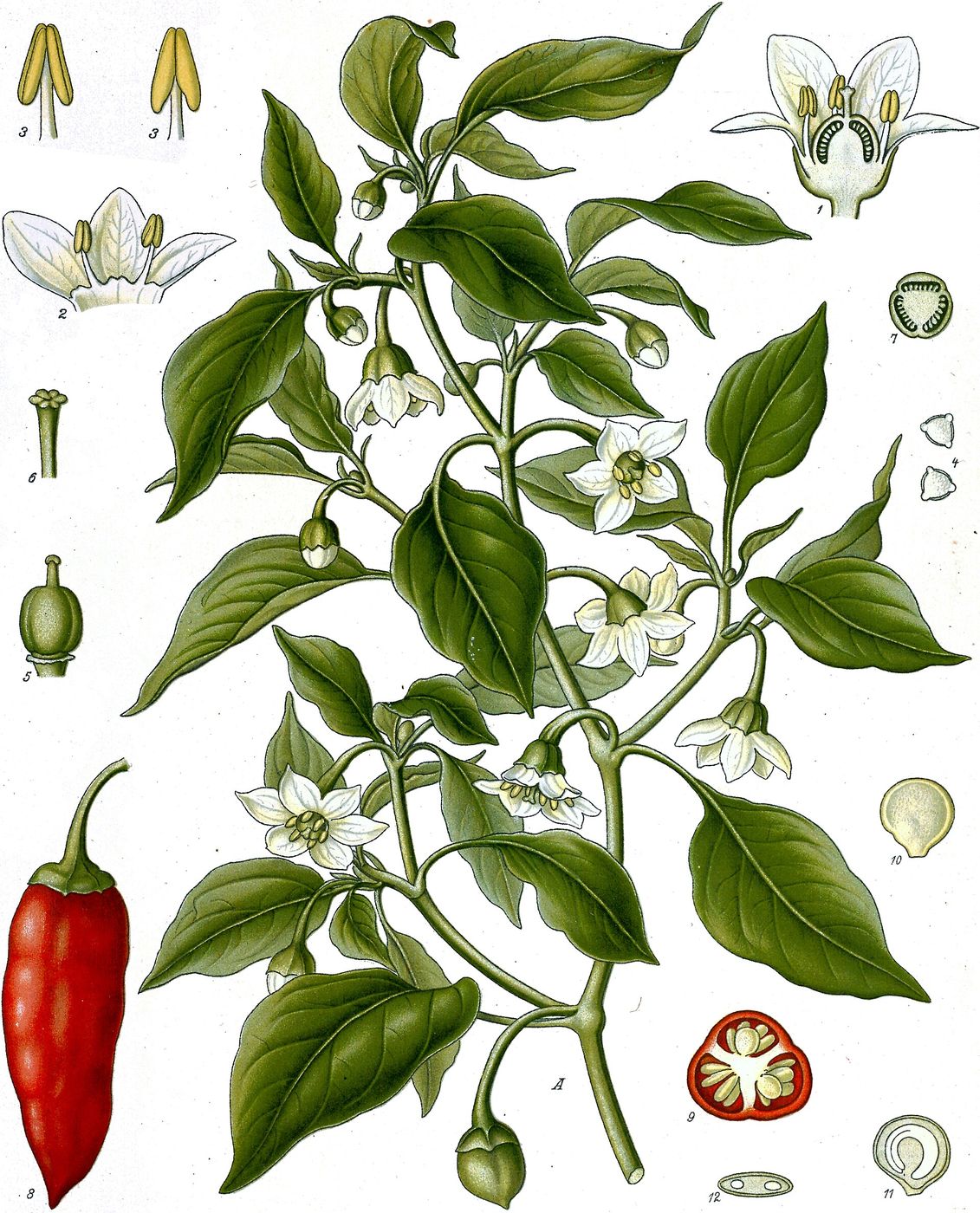 Public-domain botanical plate of Capsicum annuum, the species of the jalapeño that becomes chipotle from Köhler's Medizinal-Pflanzen, 1887.