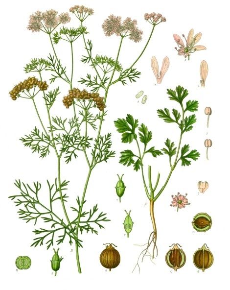 Public-domain botanical plate of coriander, the plant of cilantro, Coriandrum sativum from Köhler's Medizinal-Pflanzen, 1887.