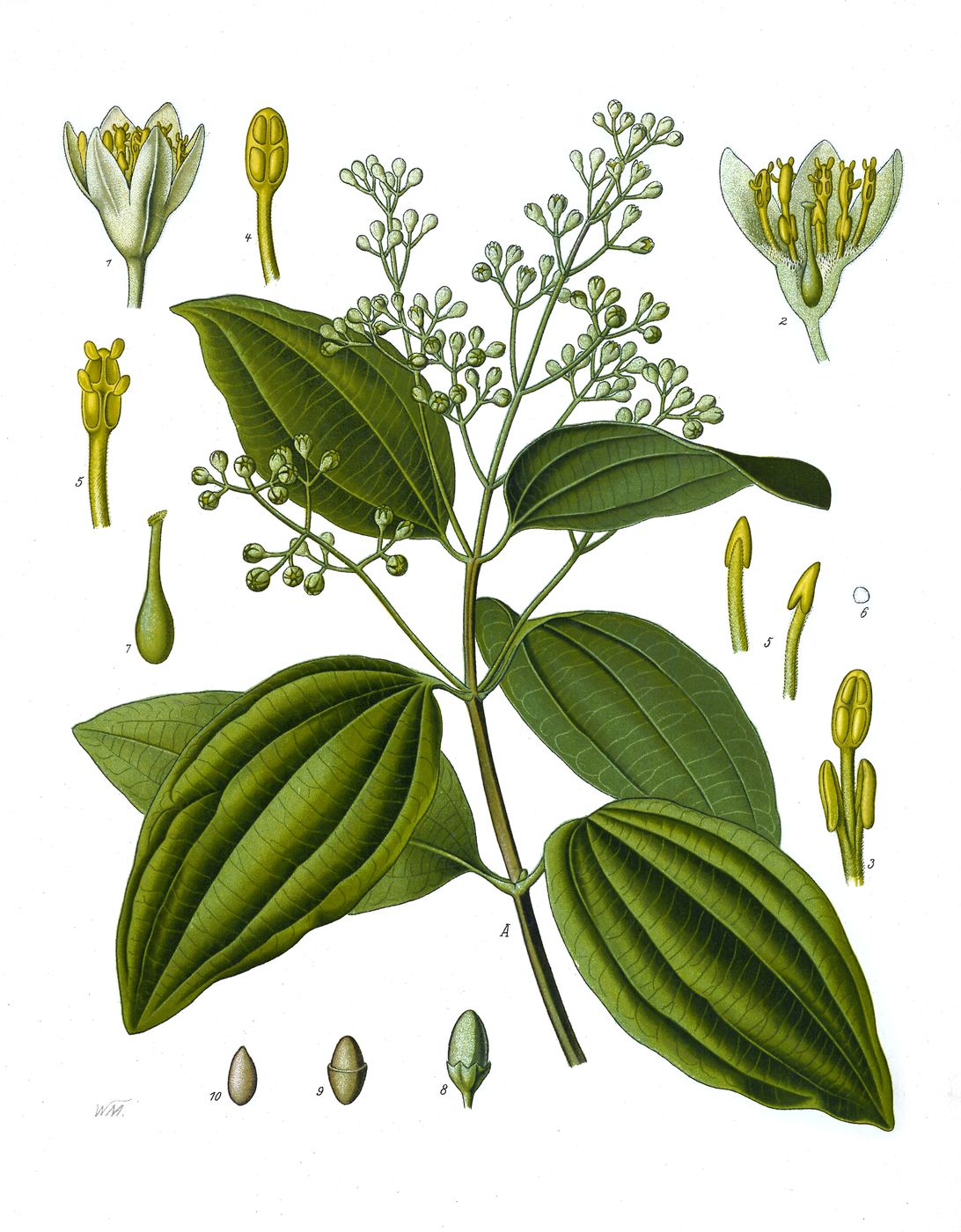 Public-domain botanical plate of true cinnamon, Cinnamomum verum from Köhler's Medizinal-Pflanzen, 1887.