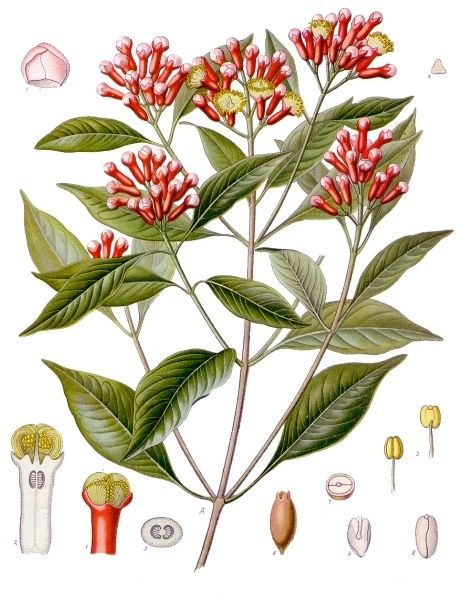 Public-domain botanical plate of clove, the note allspice is often compared to, Syzygium aromaticum from Köhler's Medizinal-Pflanzen, 1887.
