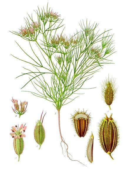 Public-domain botanical plate of cumin and seed spices from Köhler's Medizinal-Pflanzen, 1887.