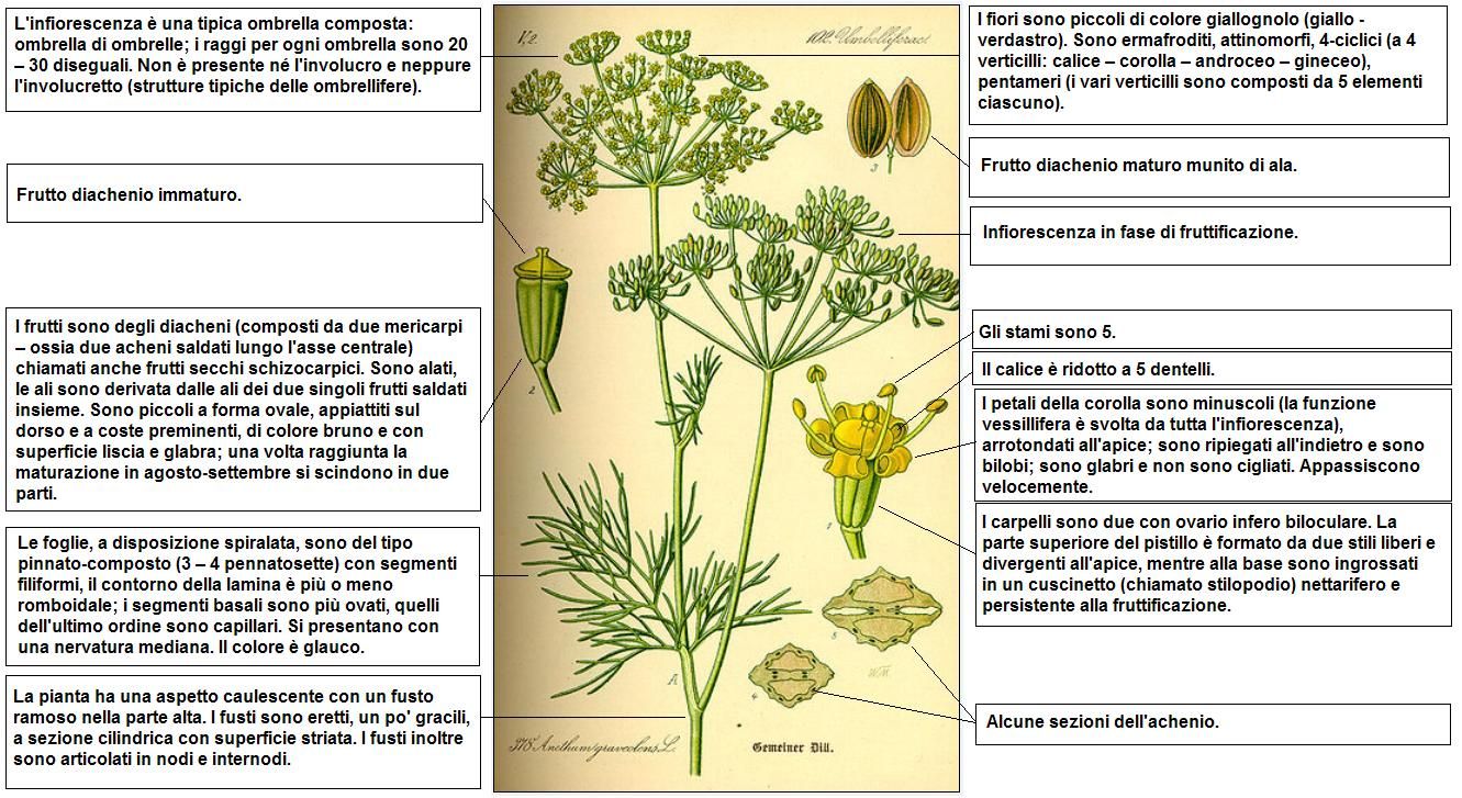 Public-domain botanical plate of dill, Anethum graveolens, from Thomé.