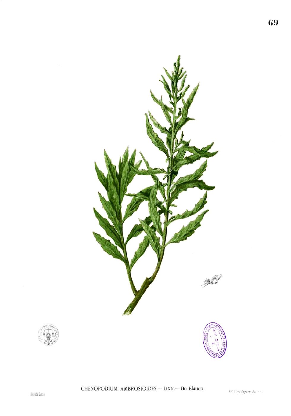 Public-domain botanical plate of epazote from Blanco's Flora de Filipinas.