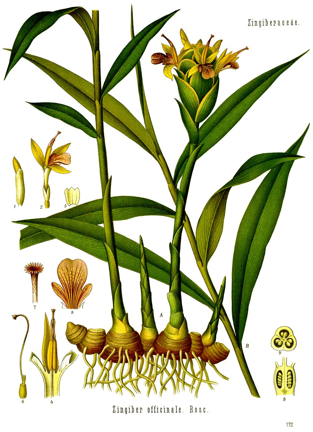 Public-domain botanical plate of ginger, Zingiber officinale from Köhler's Medizinal-Pflanzen, 1887.