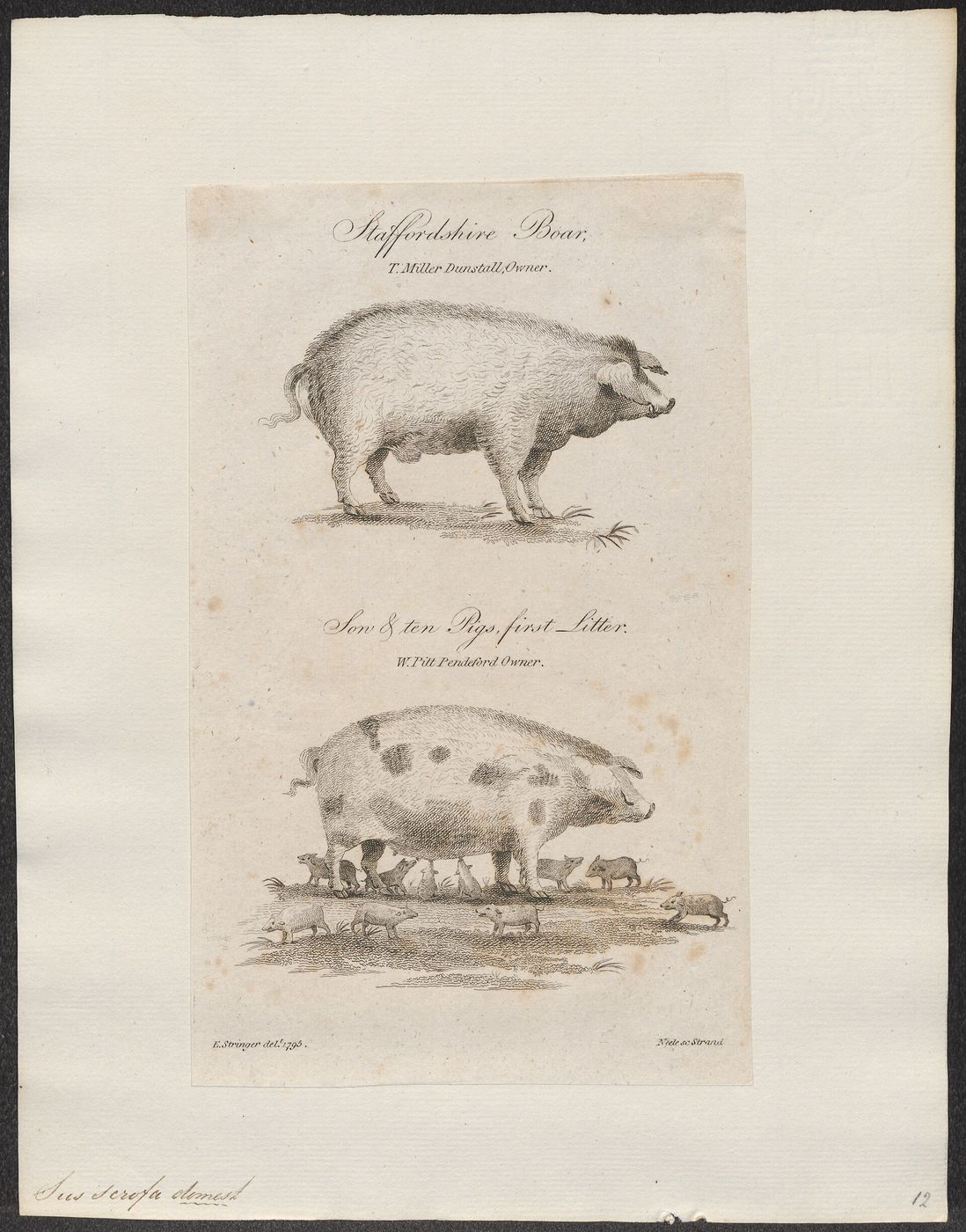 Public-domain zoological print of the domestic pig, source of kitchen lard.