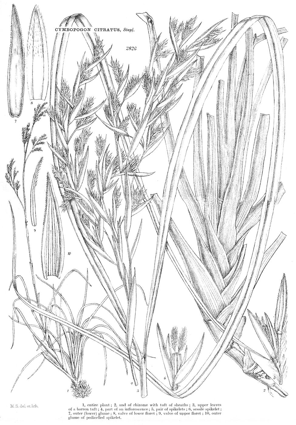 Public-domain botanical illustration of lemongrass, Cymbopogon citratus.