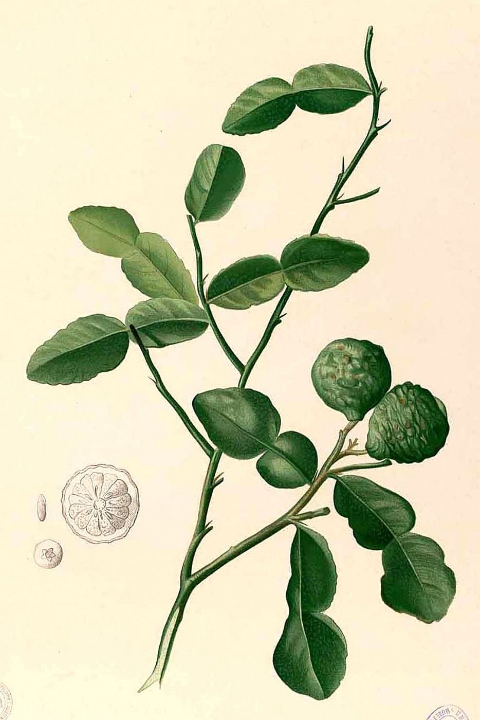 Public-domain botanical plate of makrut lime, Citrus hystrix, from Blanco.