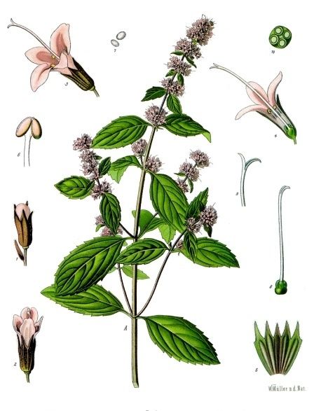 Public-domain botanical plate of peppermint, Mentha × piperita from Köhler's Medizinal-Pflanzen, 1887.