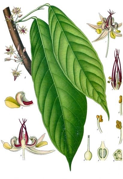 Public-domain botanical plate of cacao, the soul of mole negro, Theobroma cacao from Köhler's Medizinal-Pflanzen, 1887.
