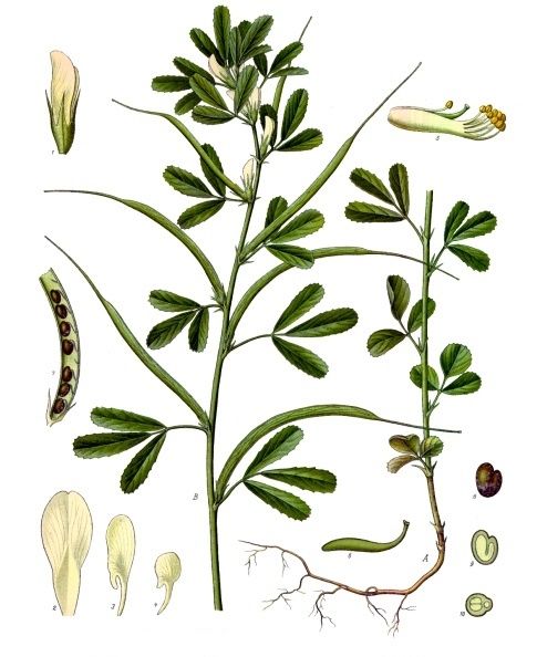 Public-domain botanical plate of fenugreek, a seed of niter kibbeh, Trigonella foenum-graecum from Köhler's Medizinal-Pflanzen, 1887.