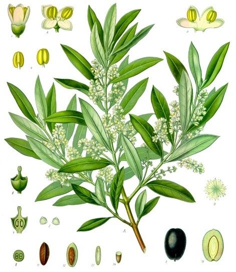 Public-domain botanical plate of olive and kitchen fats from Köhler's Medizinal-Pflanzen, 1887.