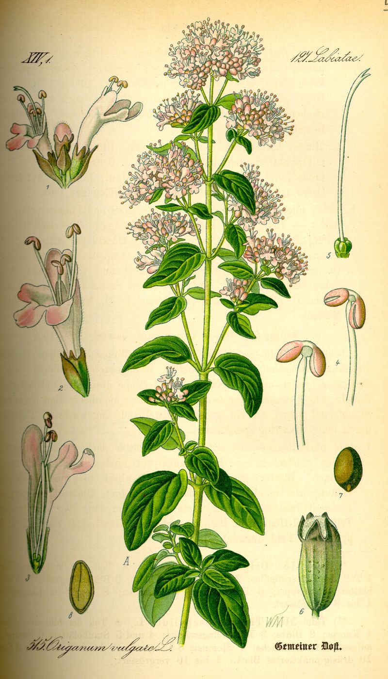 Public-domain botanical illustration of oregano, Origanum vulgare.