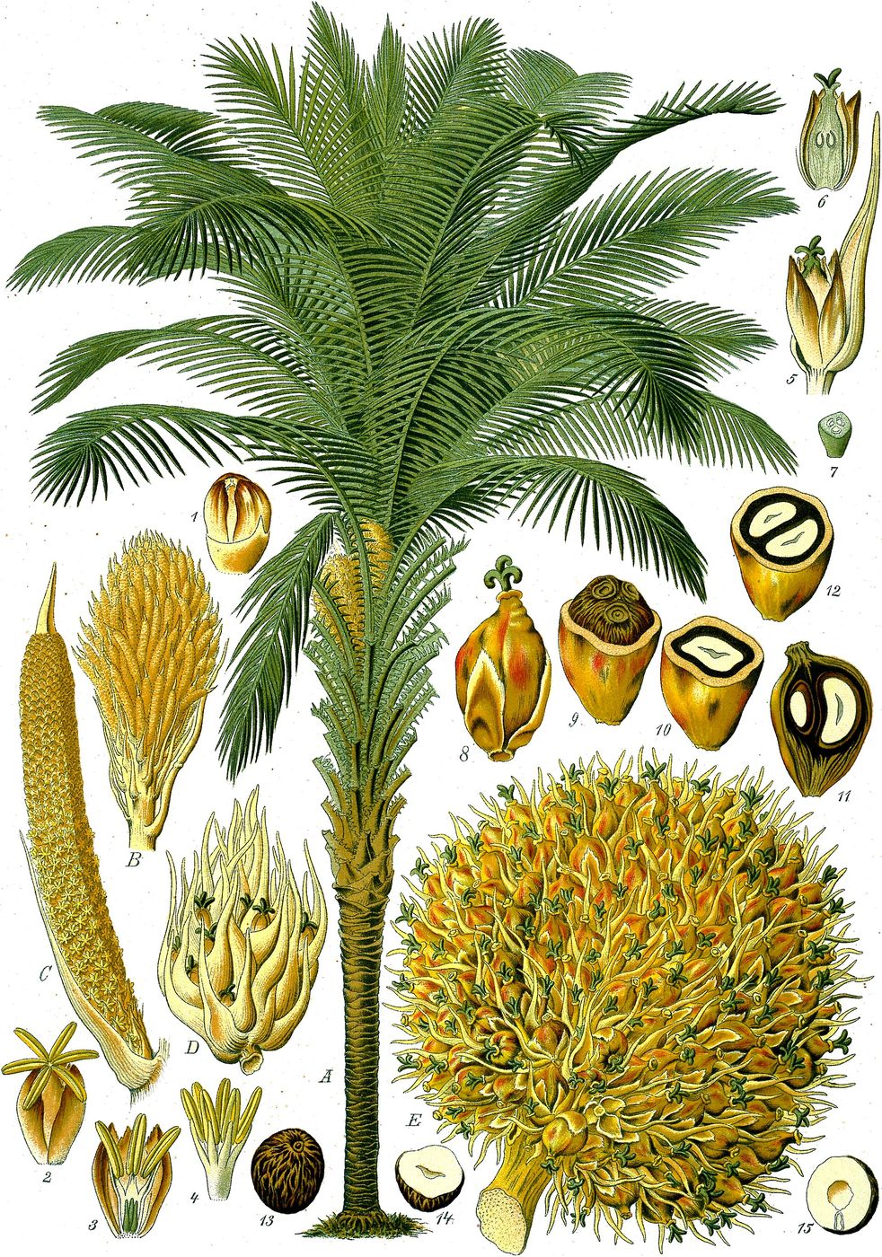 Public-domain botanical plate of African oil palm, Elaeis guineensis from Köhler's Medizinal-Pflanzen, 1887.