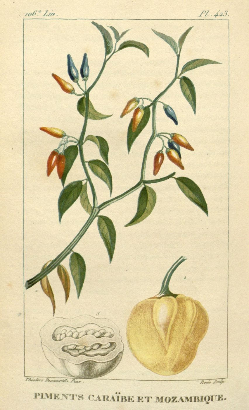 Public-domain 1828 plate of peppers — kin to the Spanish ñora.