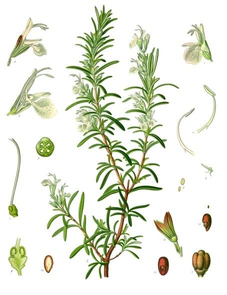 Public-domain botanical plate of rosemary, Rosmarinus officinalis from Köhler's Medizinal-Pflanzen, 1887.