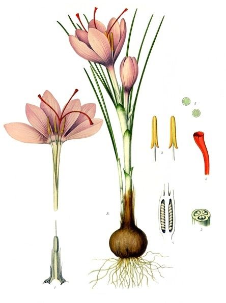 Public-domain botanical plate of saffron crocus, Crocus sativus from Köhler's Medizinal-Pflanzen, 1887.