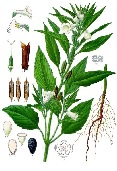 Public-domain botanical plate of sesame and fermented sauces from Köhler's Medizinal-Pflanzen, 1887.