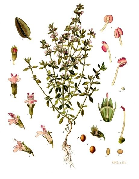 Public-domain botanical plate of garden thyme, Thymus vulgaris from Köhler's Medizinal-Pflanzen, 1887.