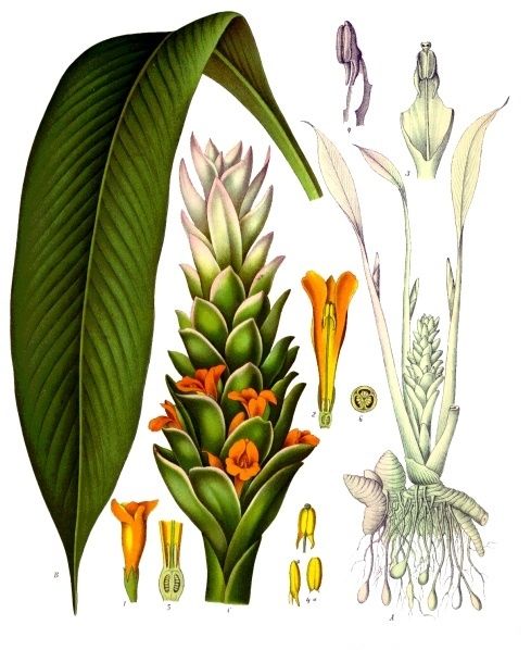 Public-domain botanical plate of turmeric, Curcuma longa from Köhler's Medizinal-Pflanzen, 1887.